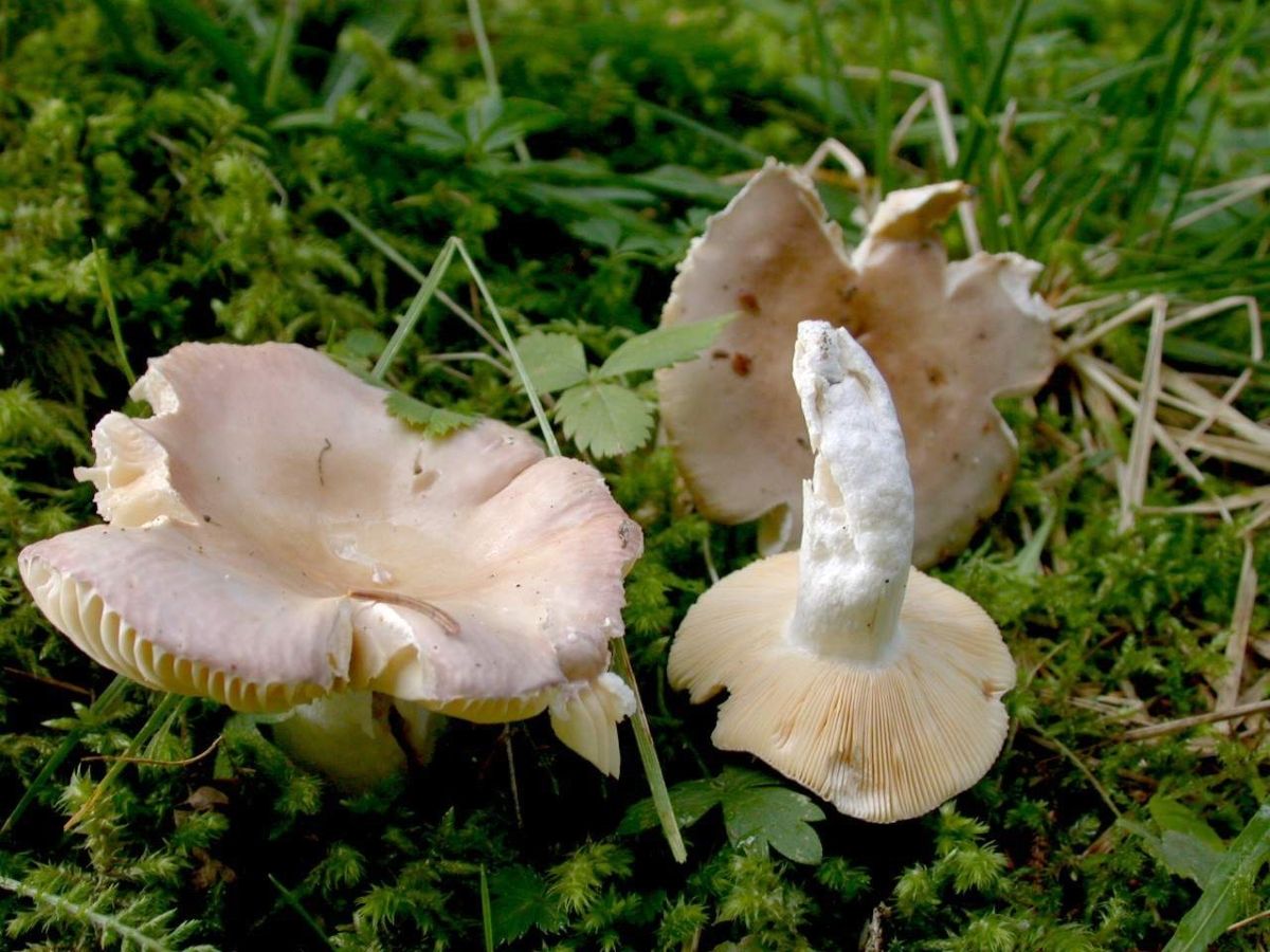 Russula firmula