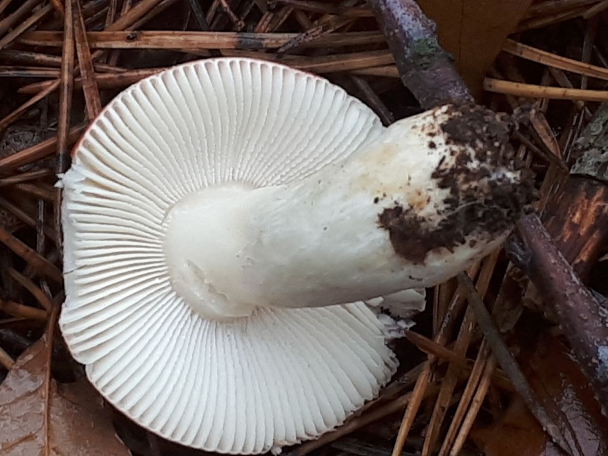 Russula fragilis