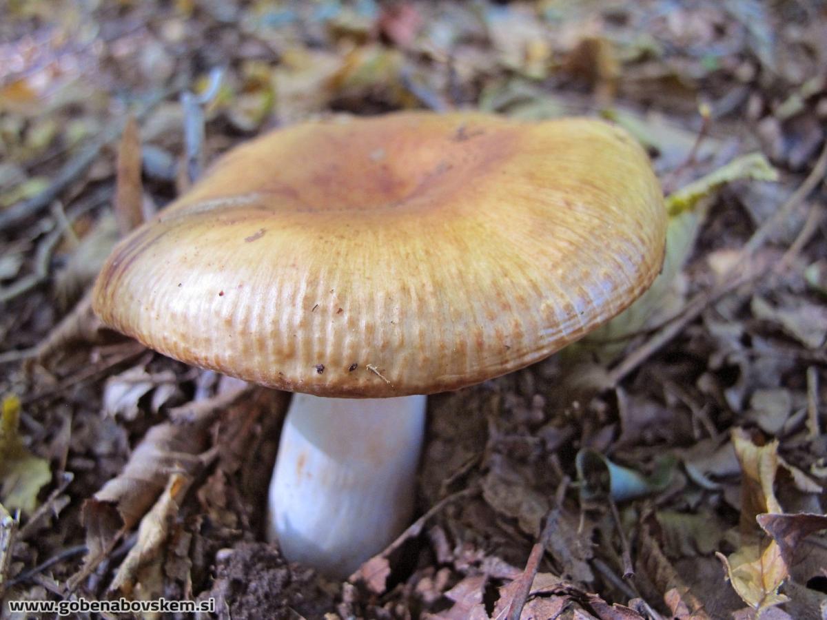 Russula fragrans