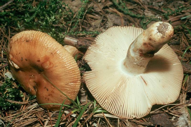 Russula grata