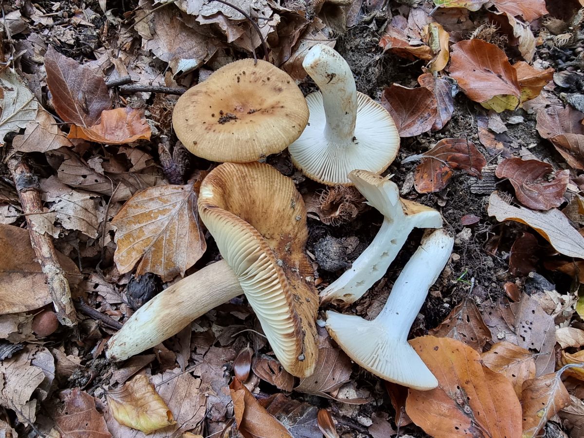 Russula grata