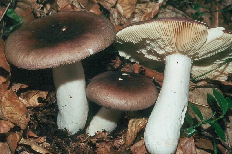 Russula graveolens