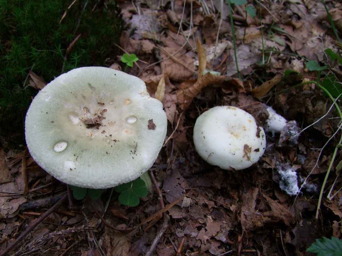 Russula heterophylla