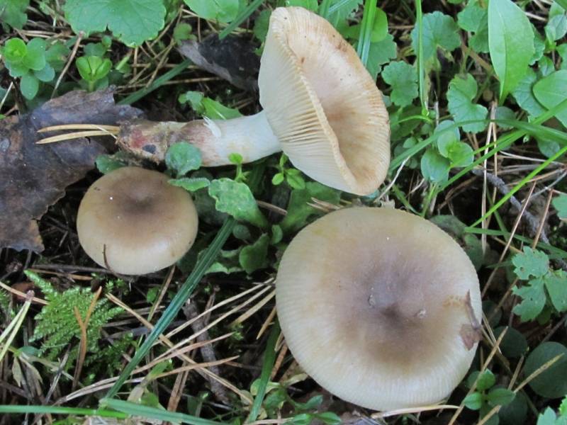 Russula insignis