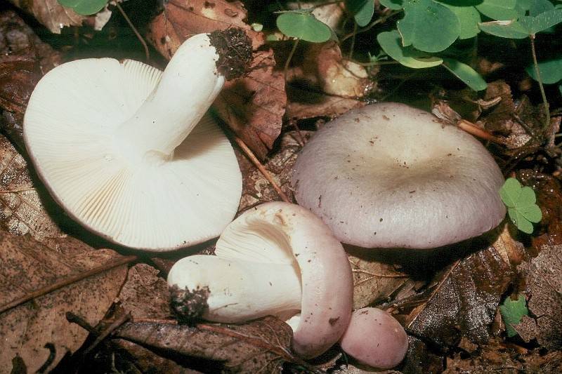 Russula ionochlora