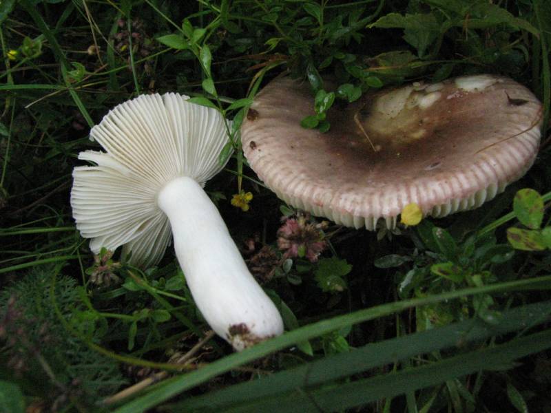 Russula krombholzii fo depallens