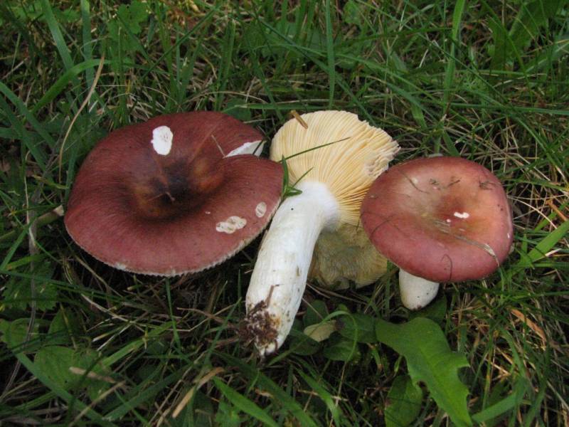 Russula laricina