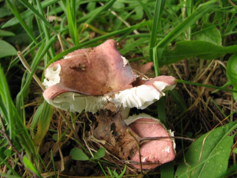 Russula lilacea