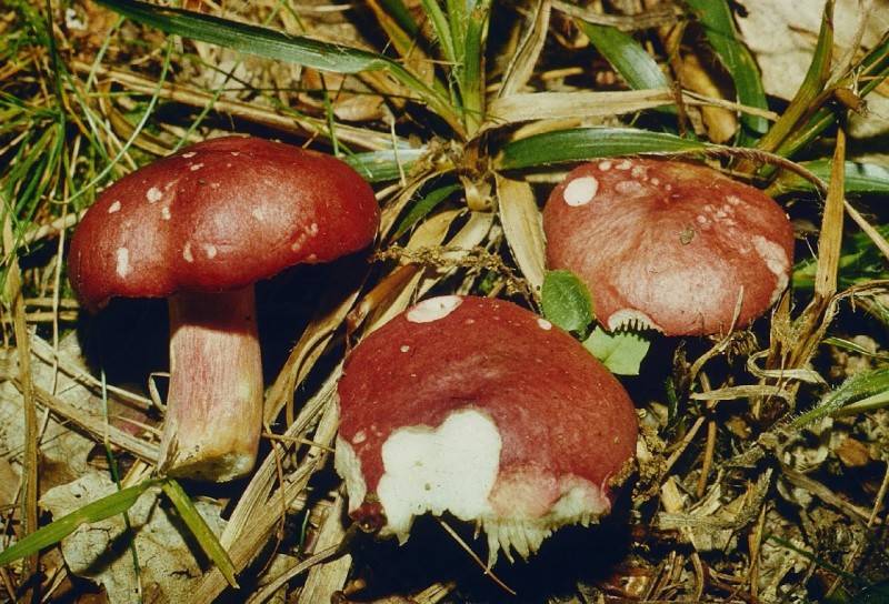 Russula luteotacta