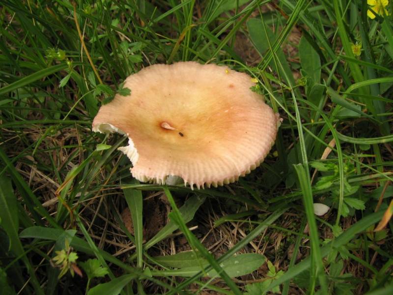 Russula nauseosa