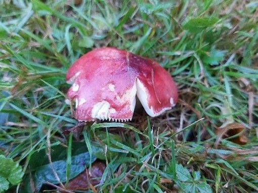 Russula nitida