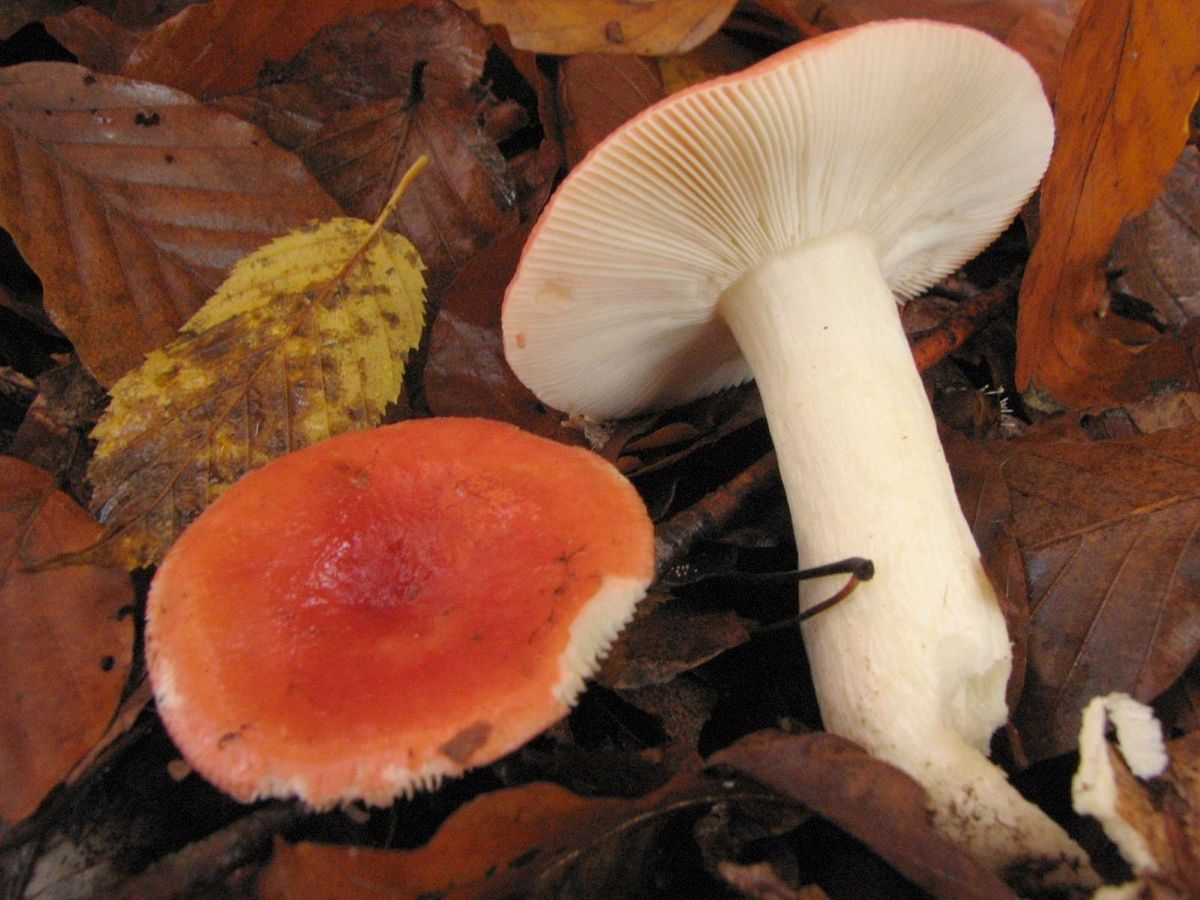 Russula nobilis