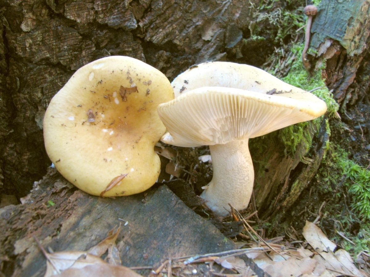 Russula ochroleuca