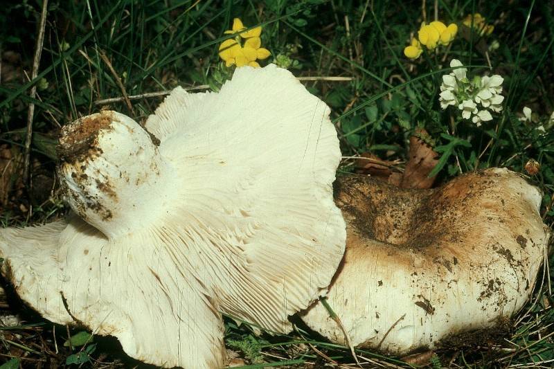 Russula pallidospora