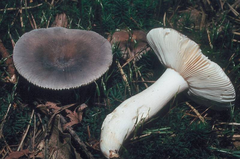 Russula parazurea