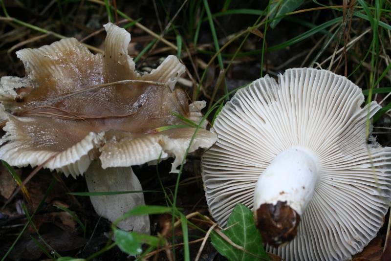 Russula pectinata