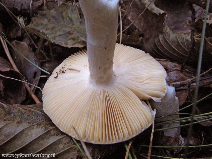 Russula postiana Russula postiana