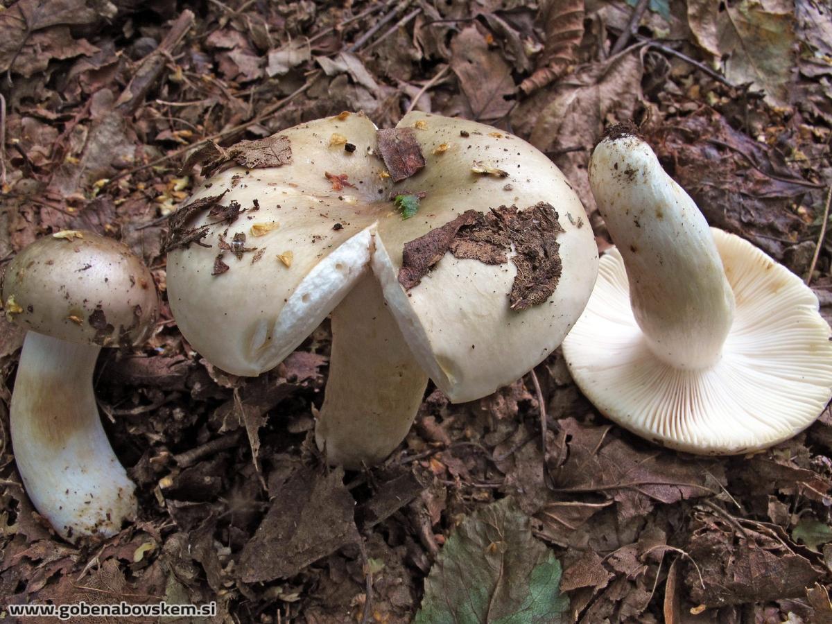 Russula pseudoaeruginea