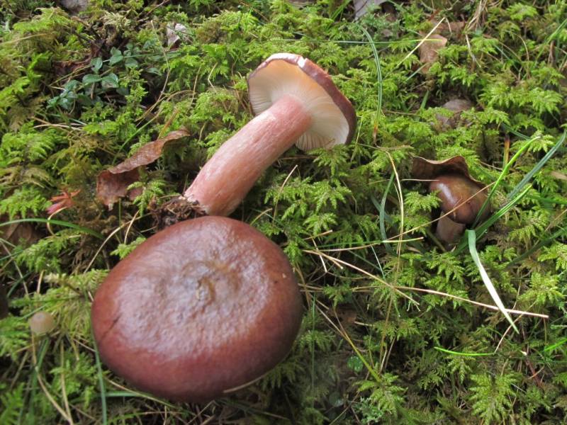 Russula queletii