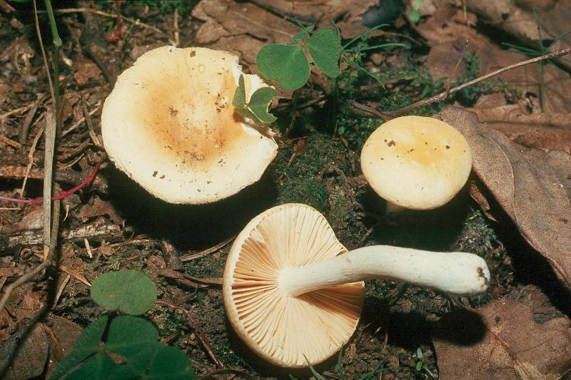 Russula risigallina