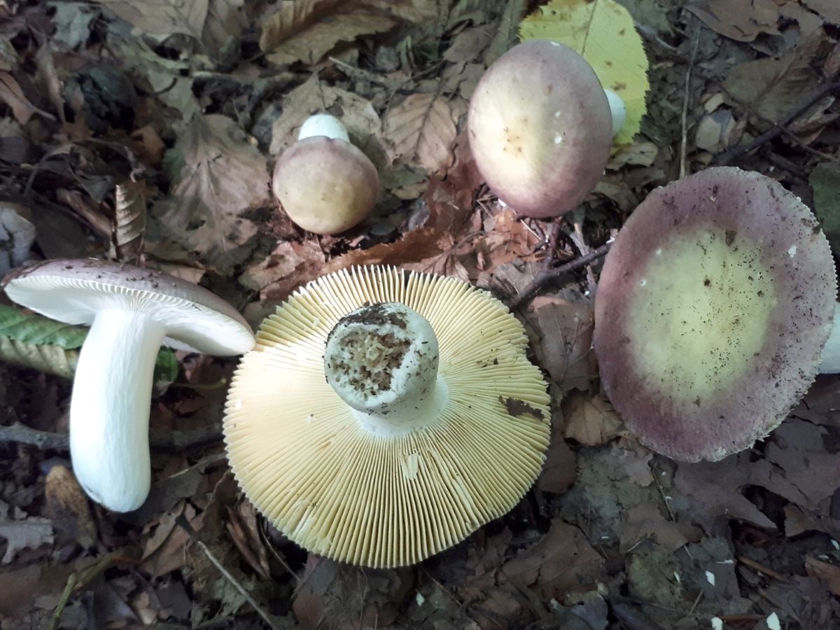 Russula romellii