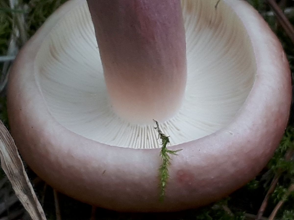 Russula sanguinea