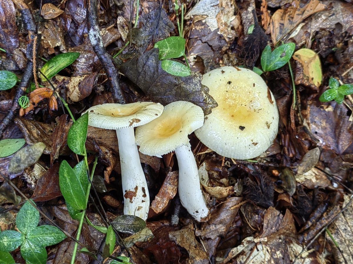 Russula solaris