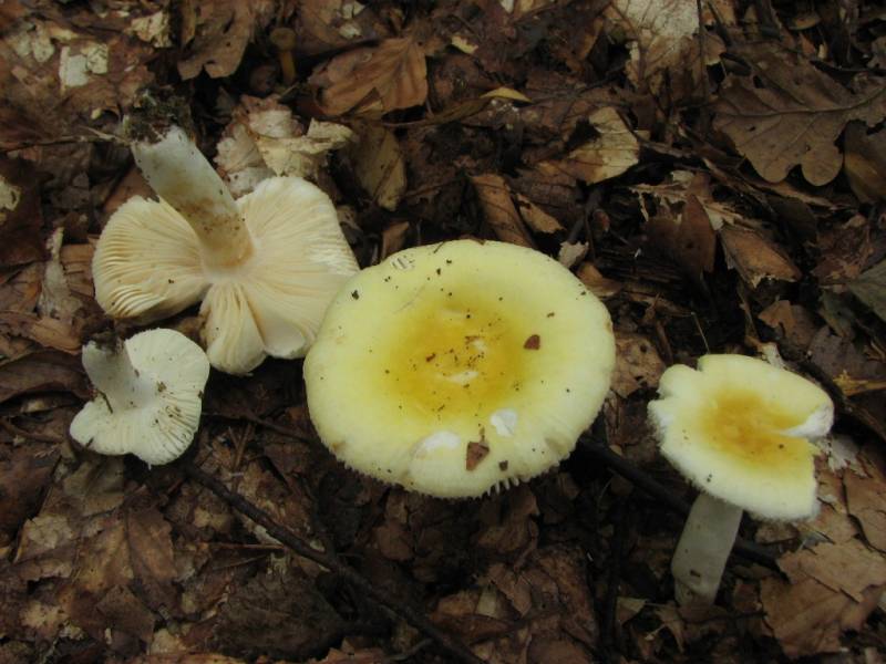 Russula solaris