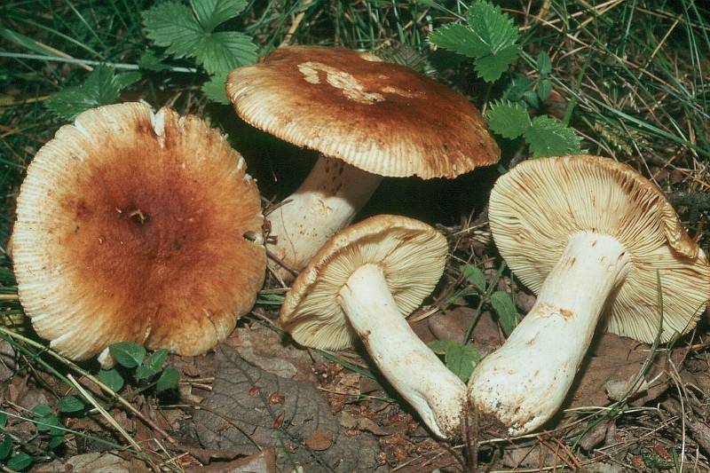 Russula subfoetens