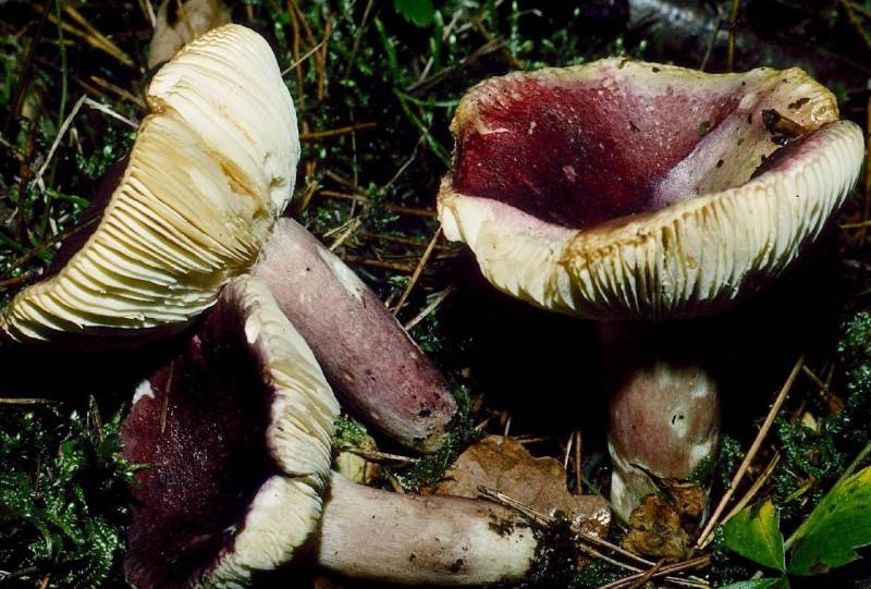 Russula torulosa