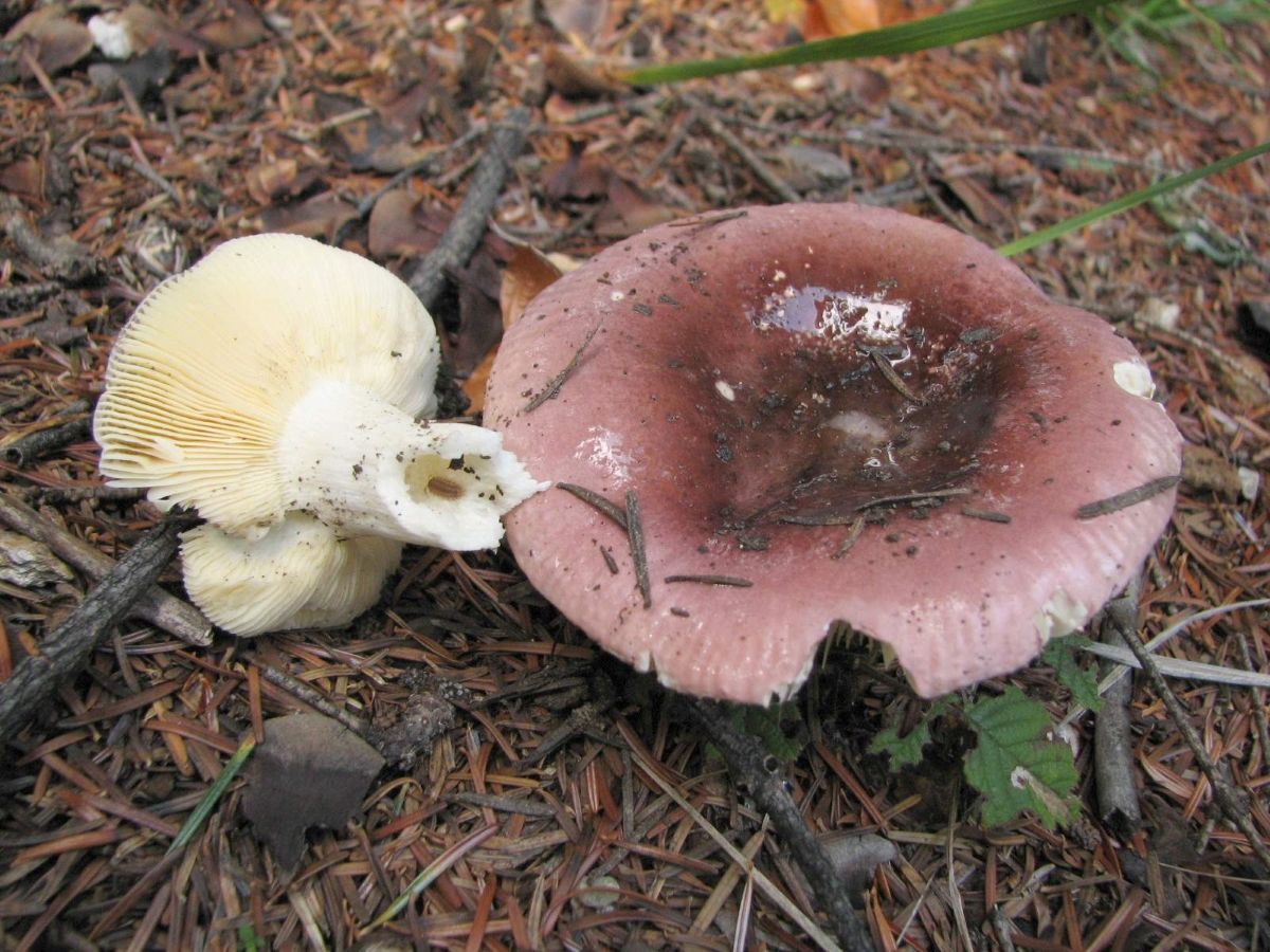 Russula turci