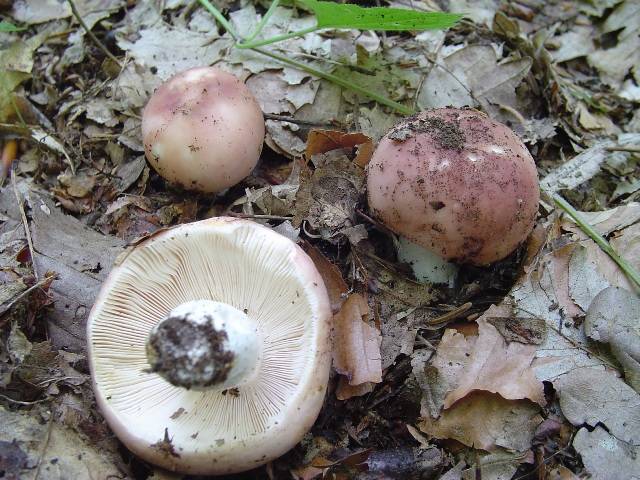 Russula vesca