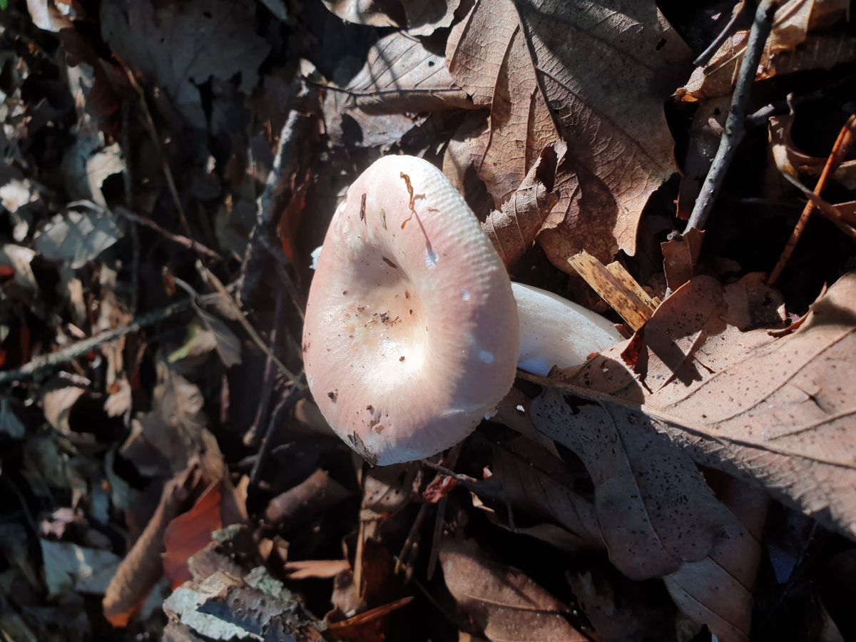 Russula veternosa