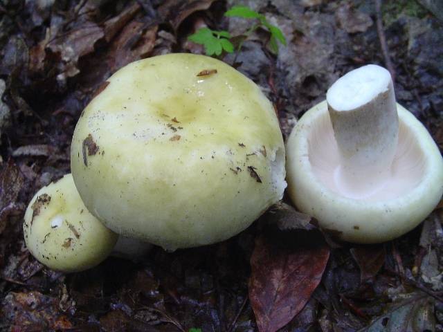 Russula violeipes