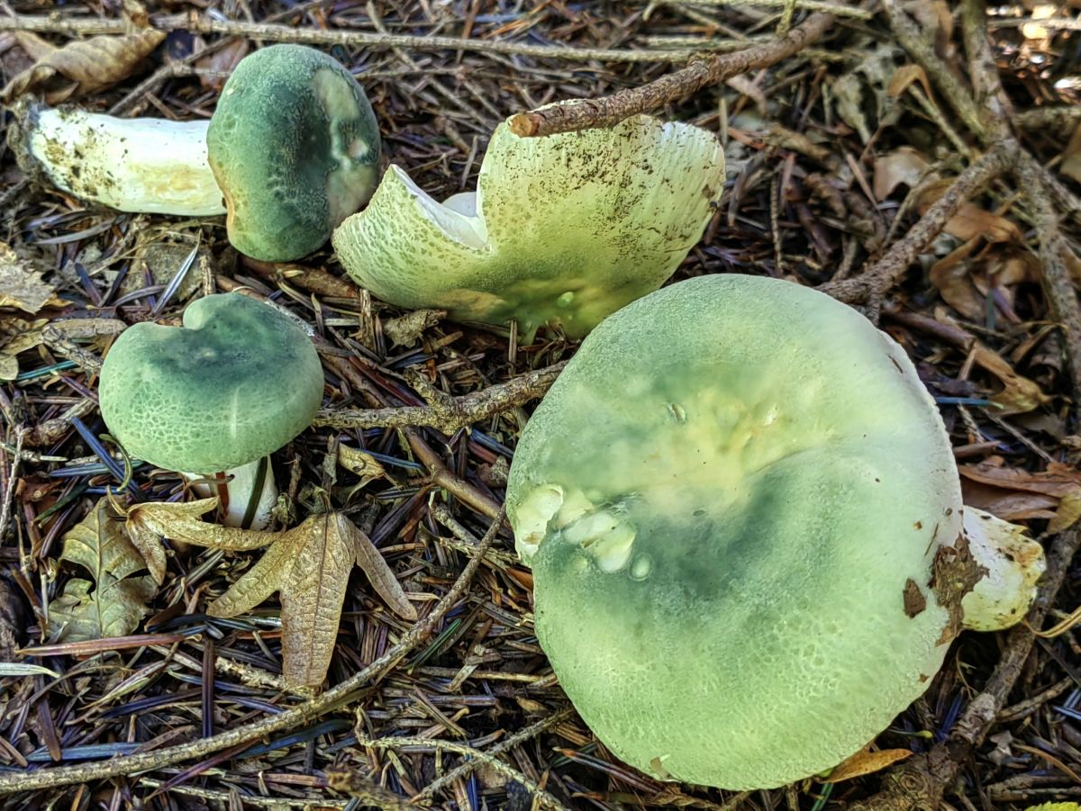 Russula virescens