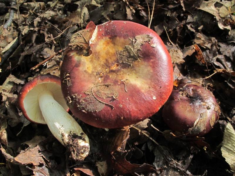 Russula viscida