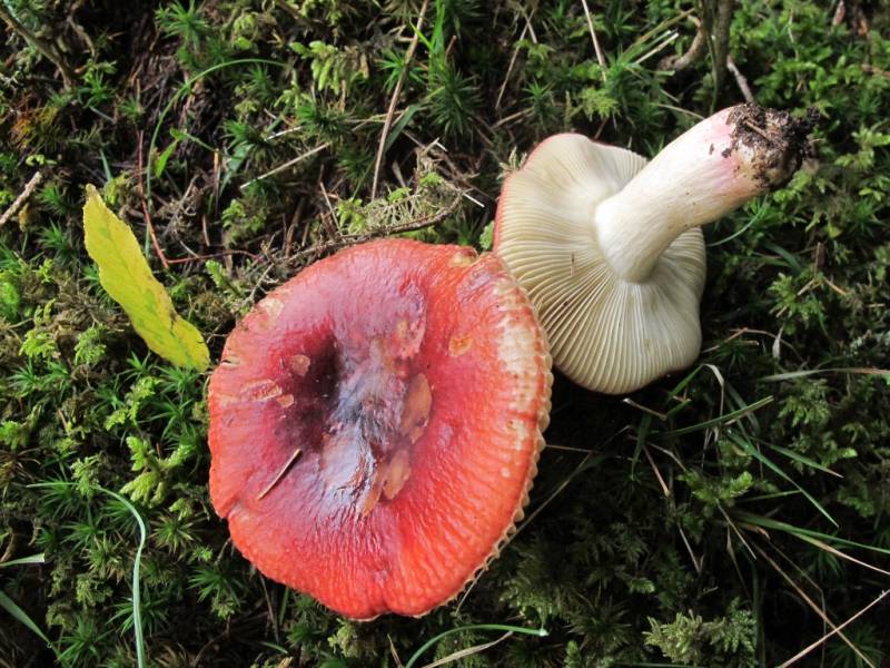 Russula xerampelina