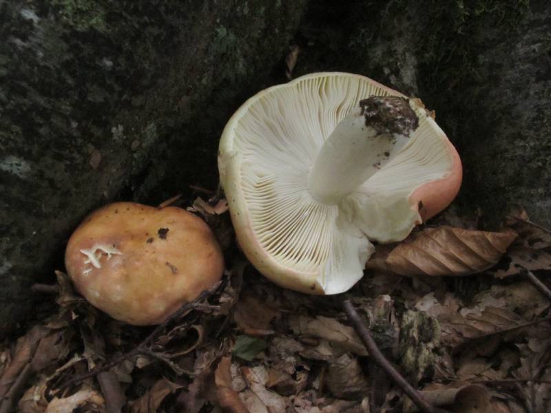 Russula zvarae