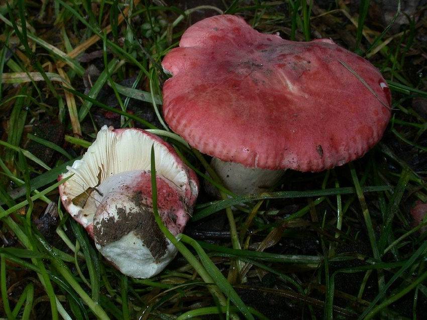 Russula zvarae