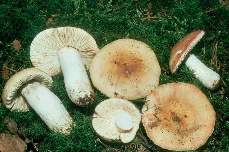 Russula zvarae