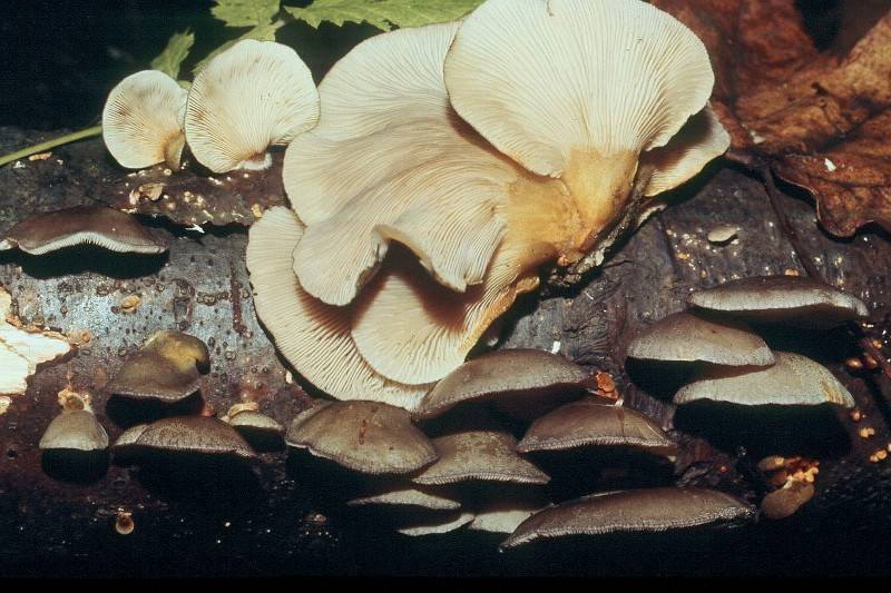 Sarcomyxa serotina