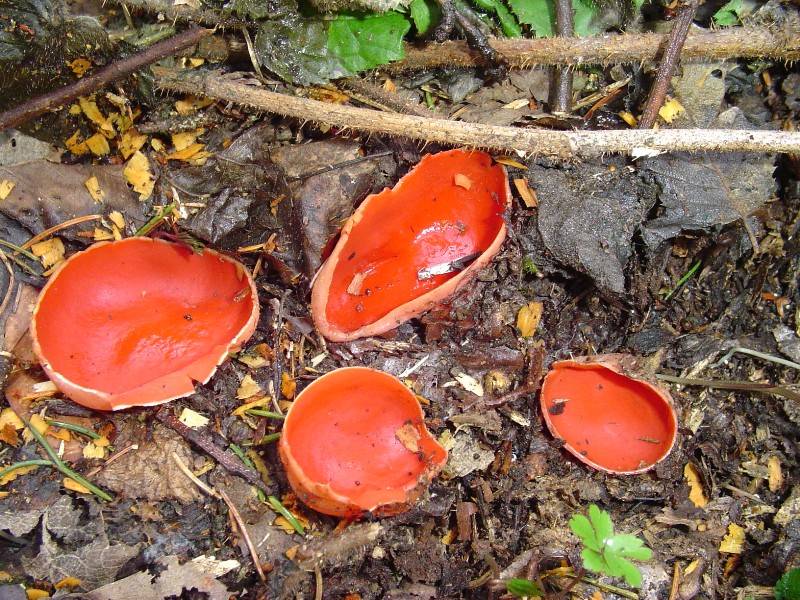 Sarcoscypha coccinea