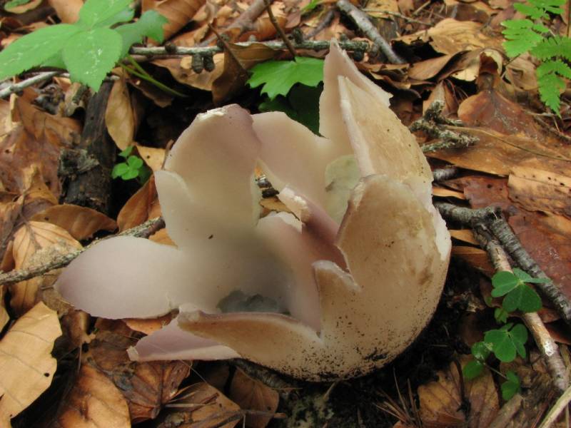 Sarcosphaera coronaria