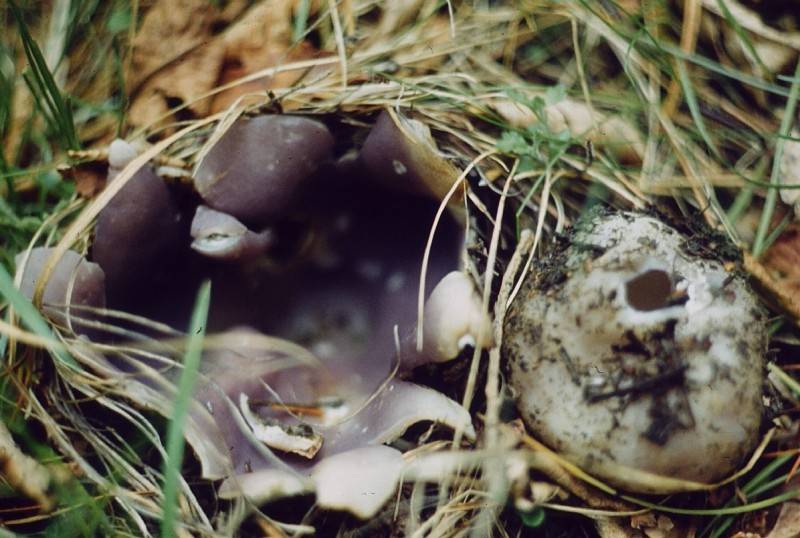 Sarcosphaera coronaria