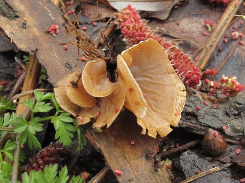 Schizophyllum amplum