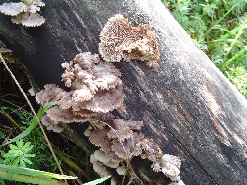 Schizophyllum commune