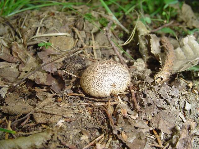 Scleroderma areolatum