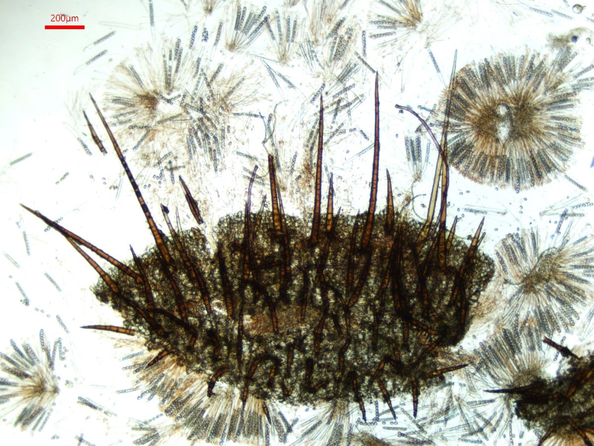 Scutellinia crinita
