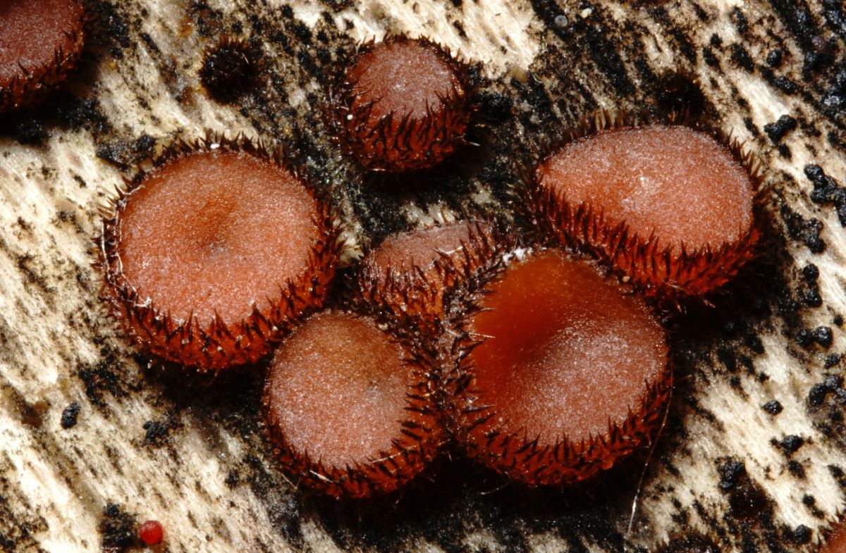 Scutellinia hirta