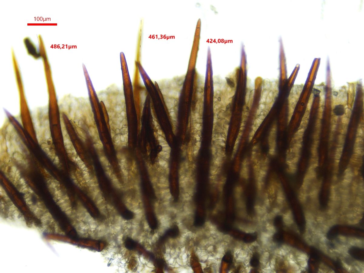 Scutellinia hirta